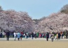 20180326花見（上野（恩賜）公園）「うえの桜まつり」2018年3月21日～4月8日