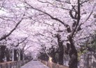 20210327花見「青山霊園の桜」